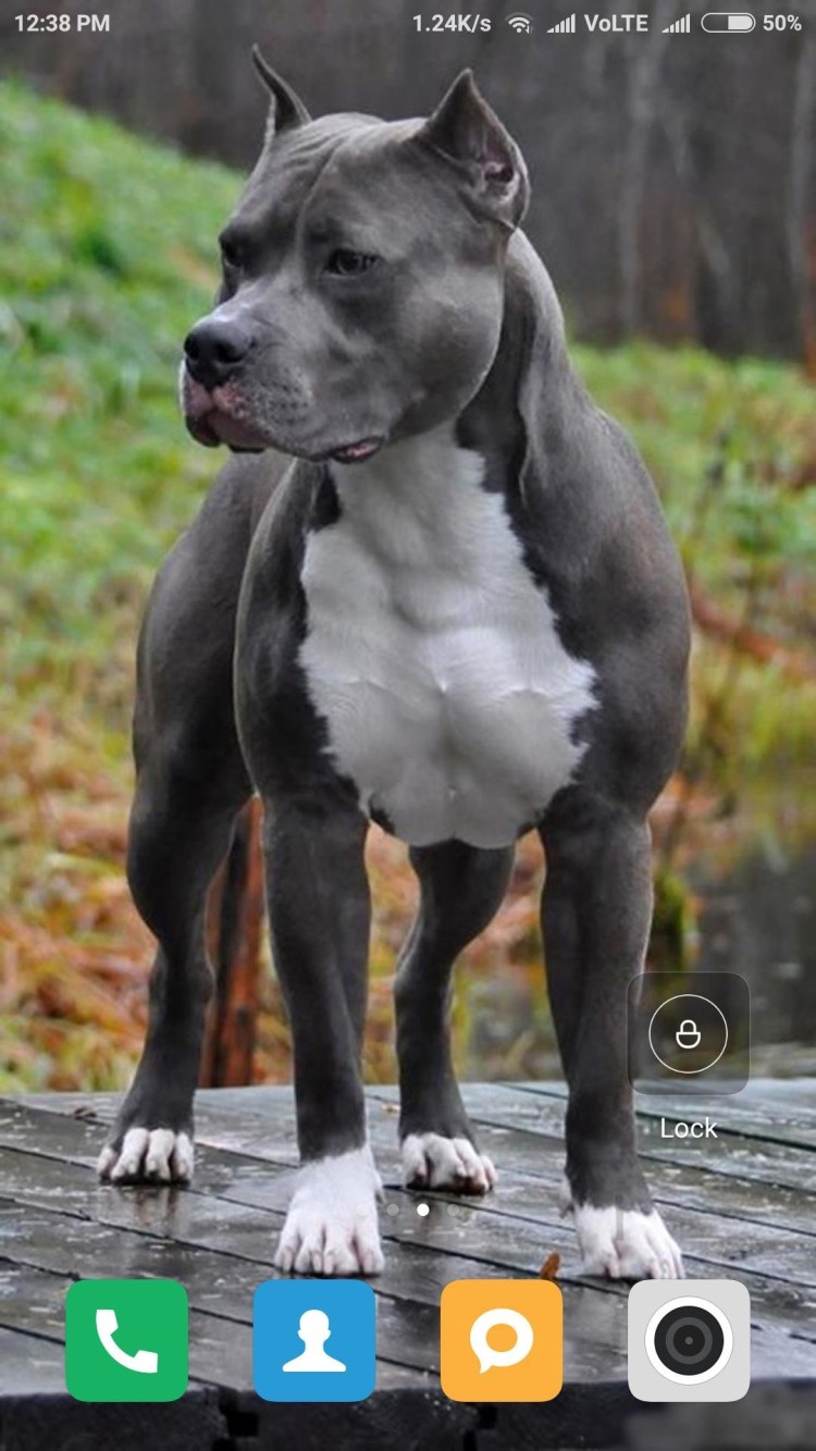 Стаффордширский терьер голубого окраса