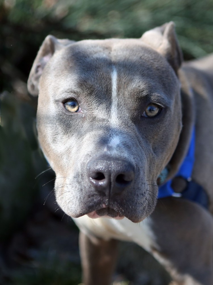 Стаффордширский терьер лиловый