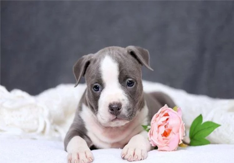 Американский стаффордширский терьер серый