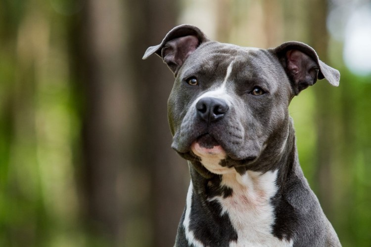 Амстафф голубой