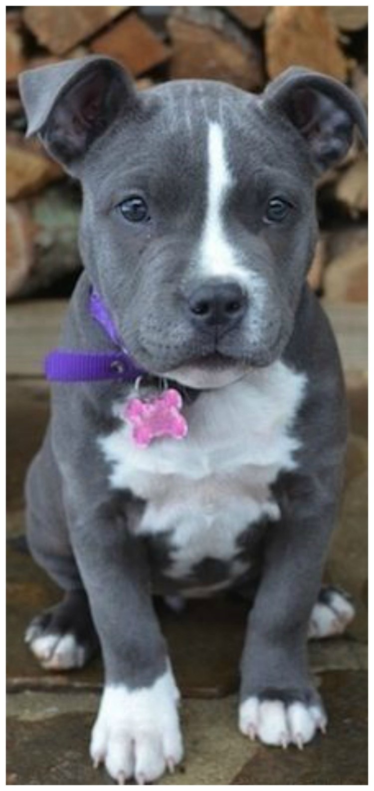 Стаффордширский терьер булли