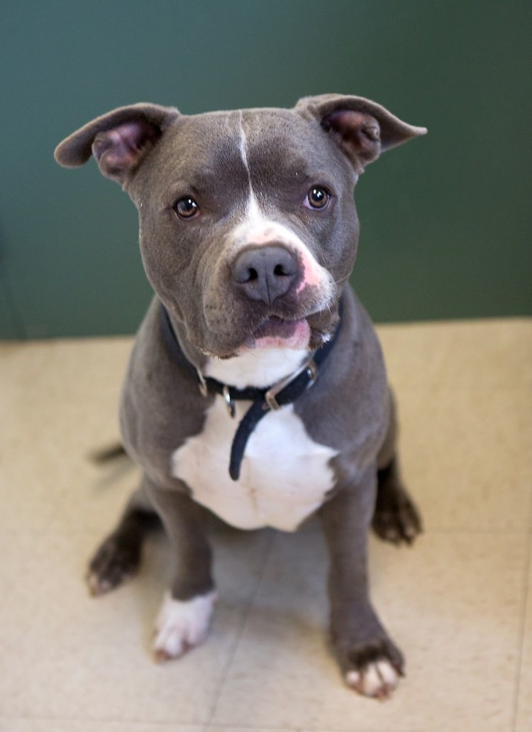 Американский стаффордширский терьер серый