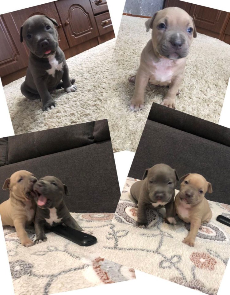 Американский стаффордширский терьер голубого окраса