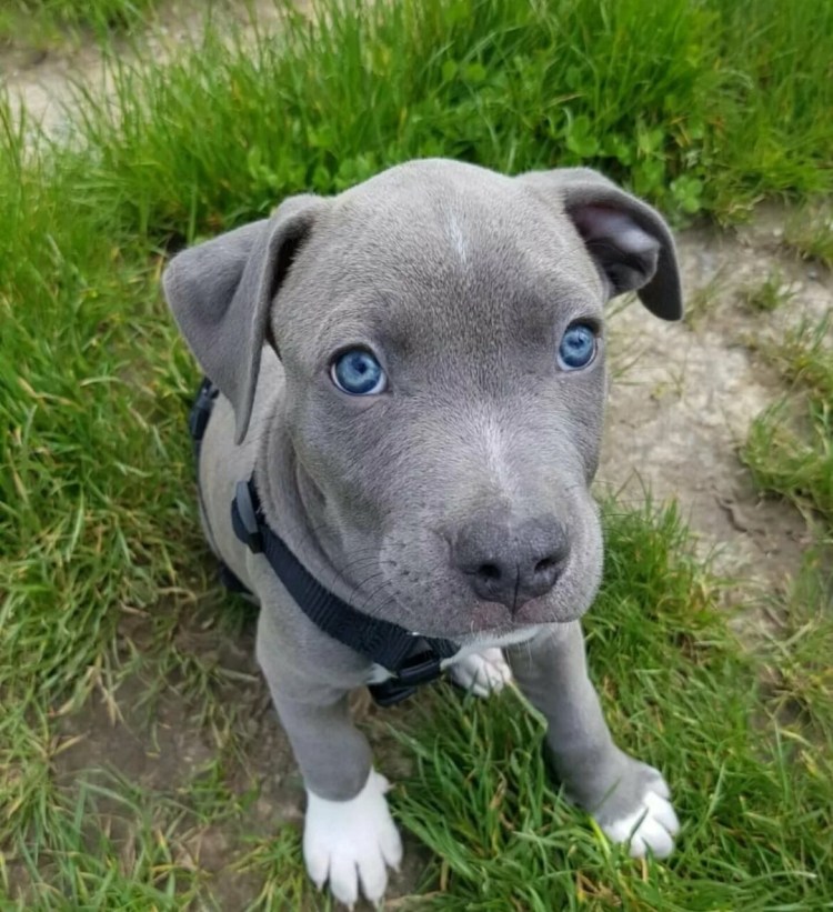 Стаффордширский терьер лиловый