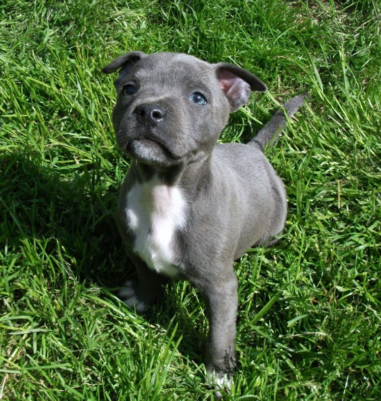 Американский стаффордширский терьер серый