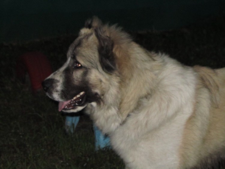 Метис кавказской овчарки и дворняги