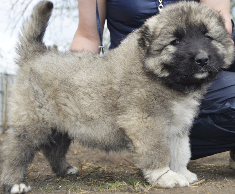 Кавказская овчарка с лайкой
