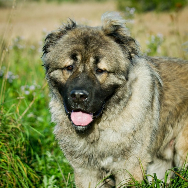 Метис кавказской овчарки и лайки