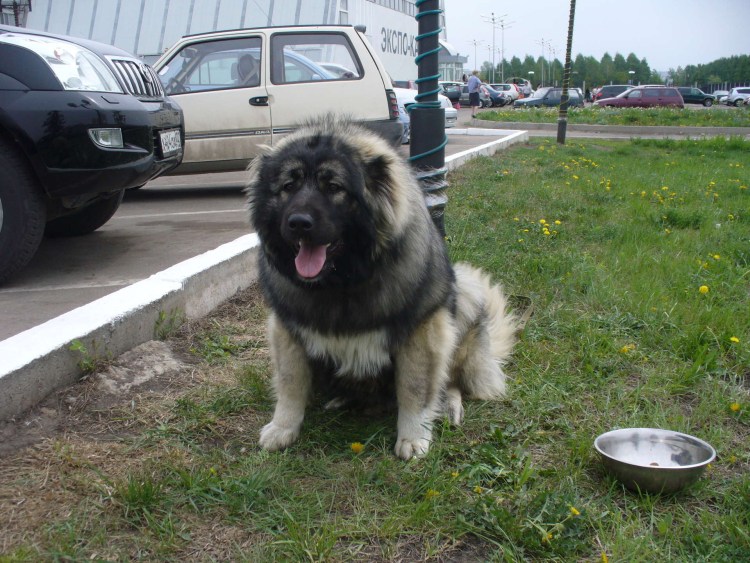 Щенок метис от кавказской овчарки