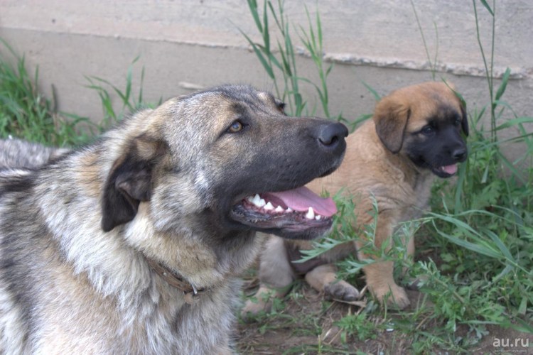 Кавказская овчарка метис дворняжки