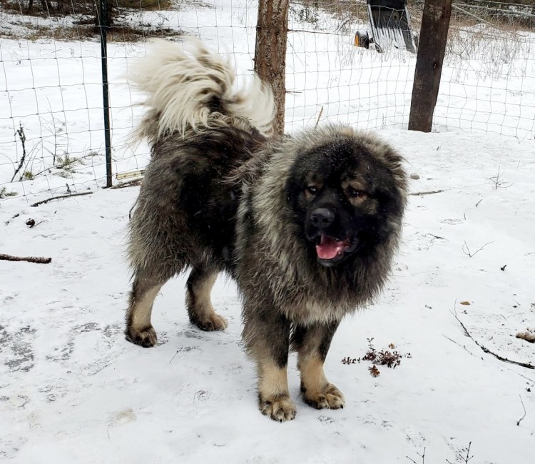Смесь Московской сторожевой и кавказской овчарки