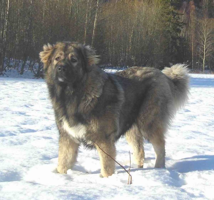 Метисы кавказской овчарки 3 месяца