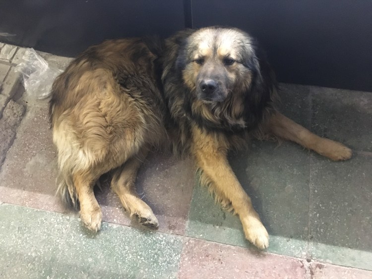 Щенки от хаски и кавказской овчарки