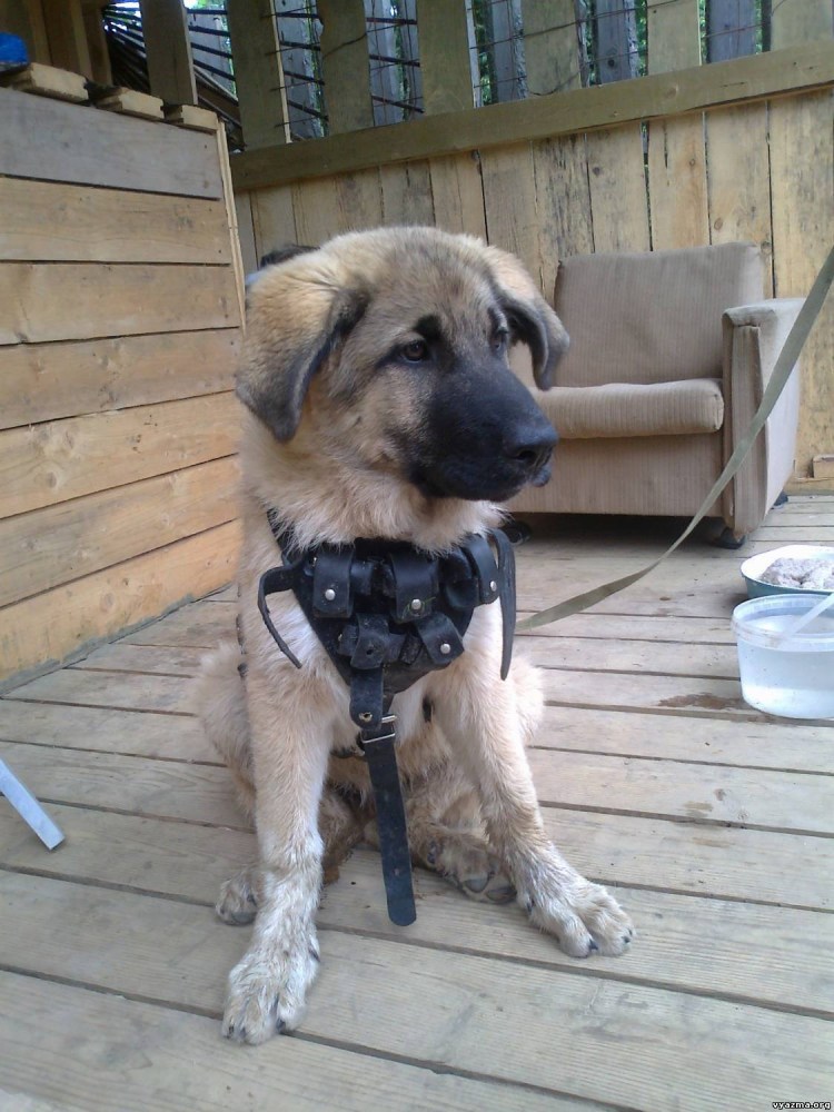 Метис кавказской овчарки