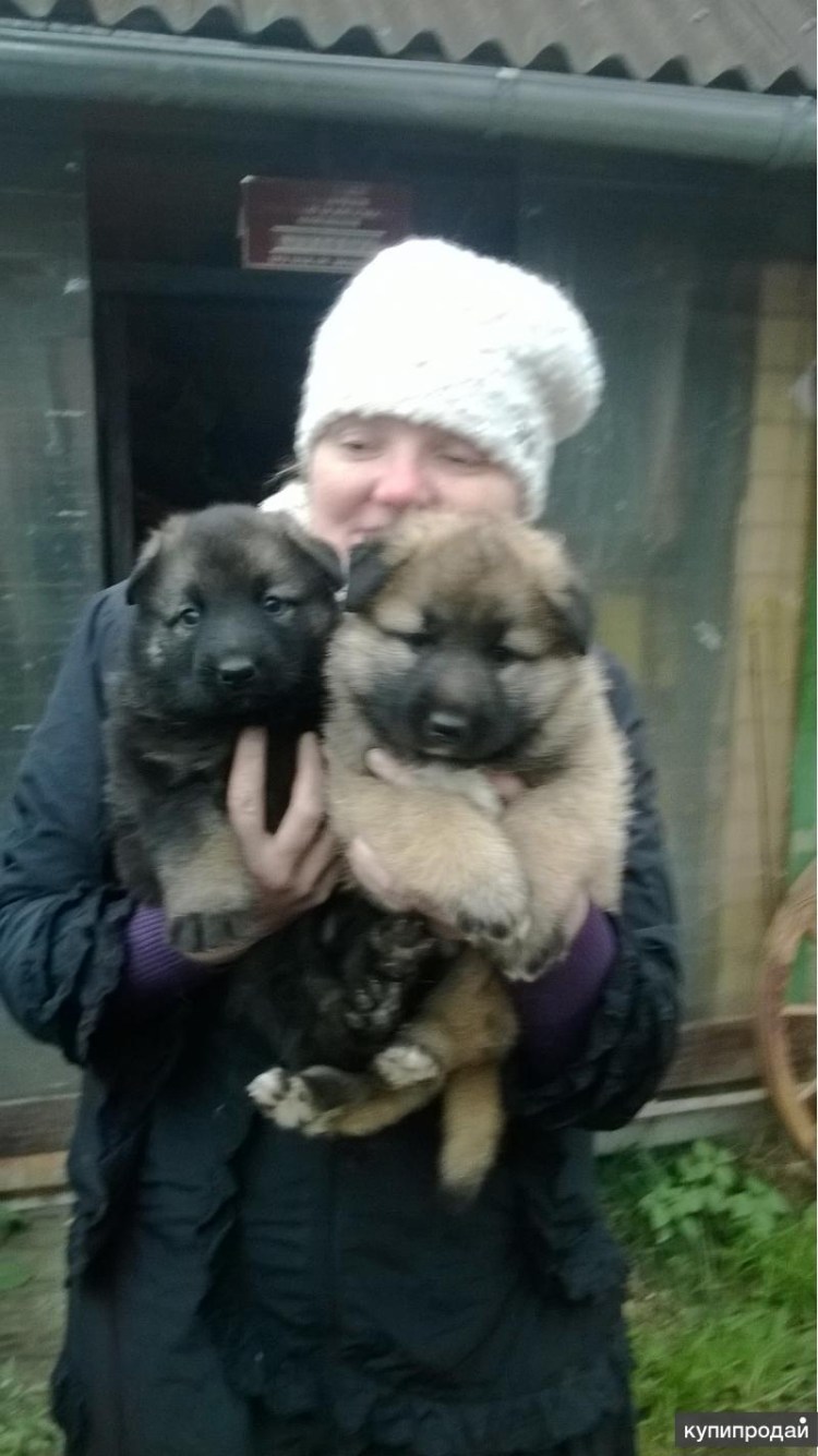 Кавказская сторожевая овчарка