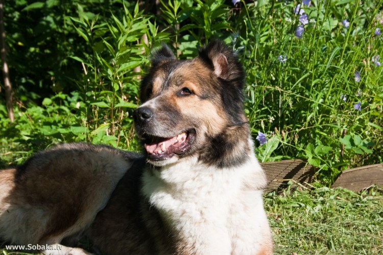 Помесь чау с овчаркой кавказской