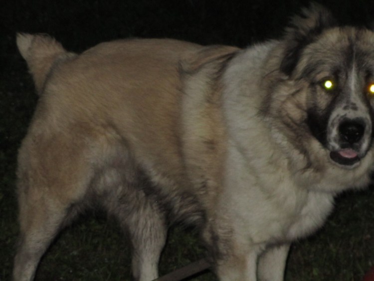 Метис овчарки