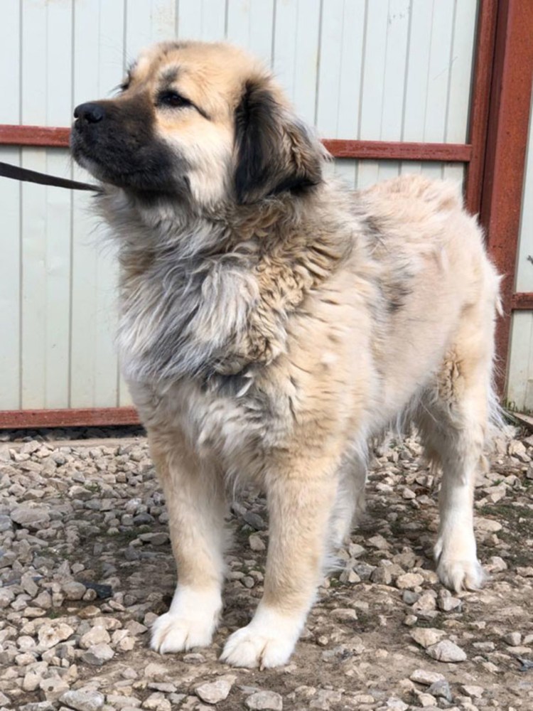 Кутенок кавказской овчарки 3 месяца