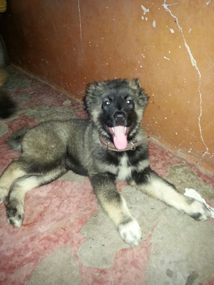 Тувинская овчарка метис