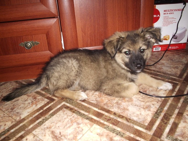 Кавказская овчарка с дворнягой