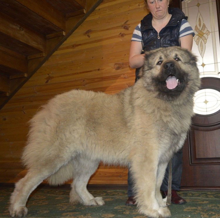 Московская овчарка и Кавказская овчарка