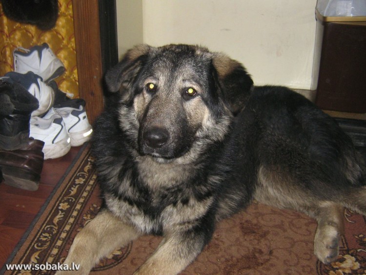 Щенки помесь кавказской овчарки