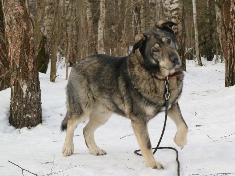 Смесь алабая и кавказской овчарки