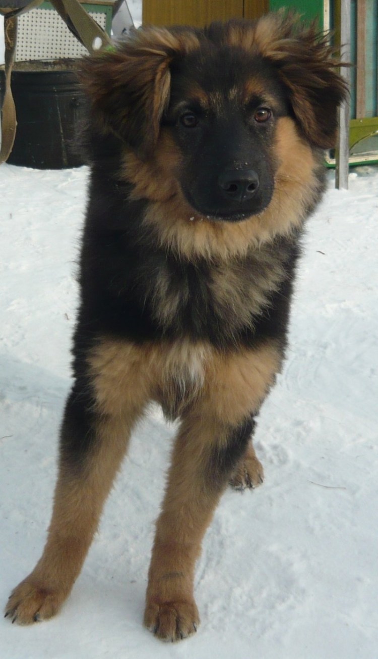 Смесь алабая и кавказской овчарки