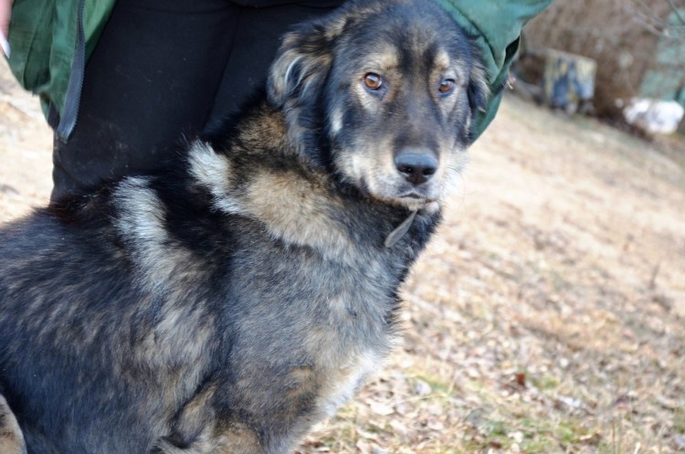 Метис кавказской овчарки и дворняги