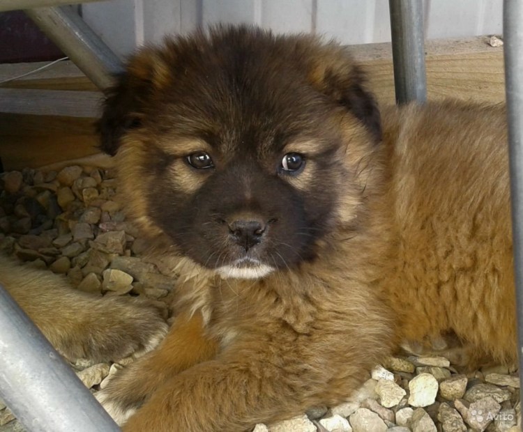 Кавказская овчарка черная метис