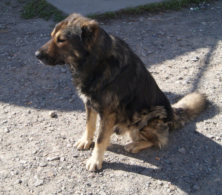 Помесь таксы и кавказской овчарки