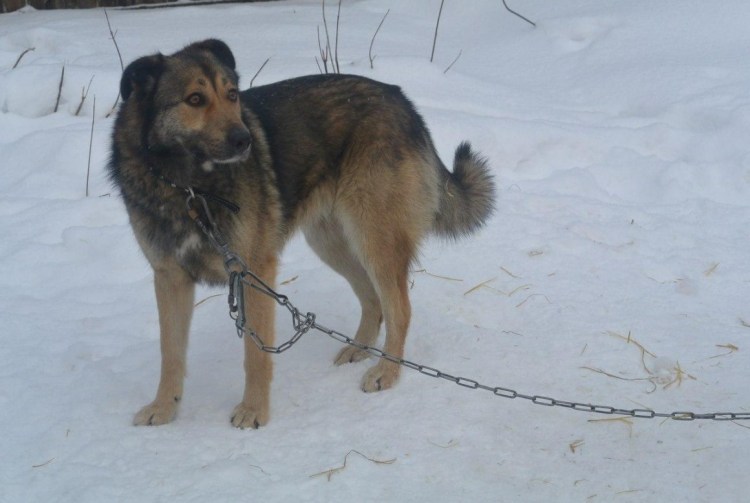 Московская сторожевая скрещенная с кавказской овчаркой