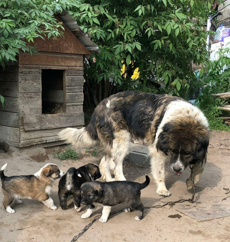 Метис кавказской овчарки