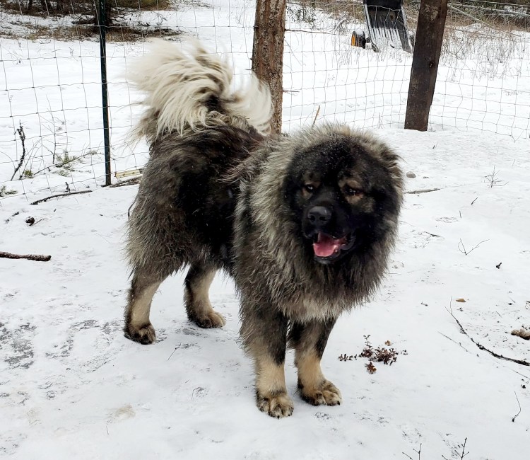 Смесь алабая и кавказской овчарки