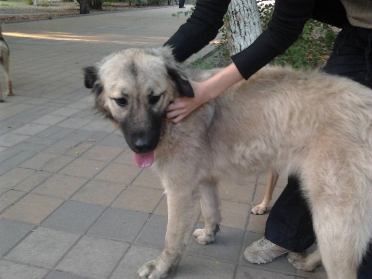 Метис кавказской овчарки и лайки