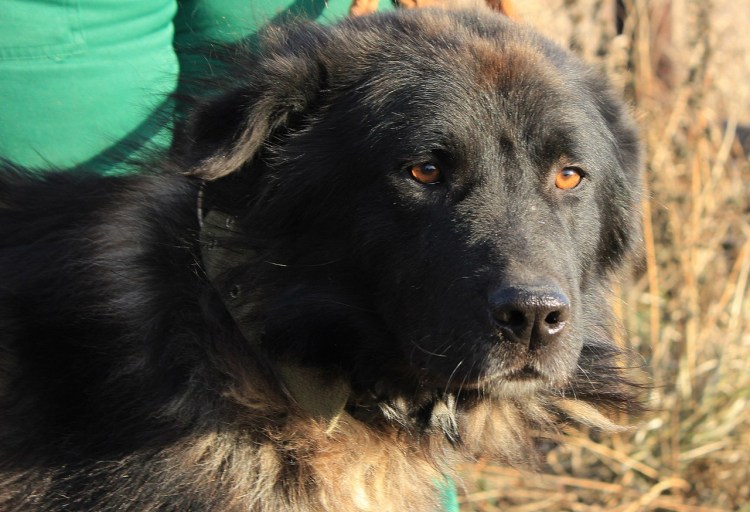 Метис немецкой овчарки и кавказской овчарки