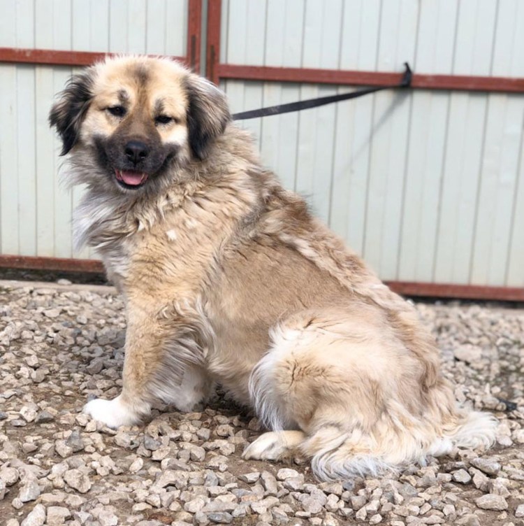 Московская сторожевая скрещенная с кавказской овчаркой