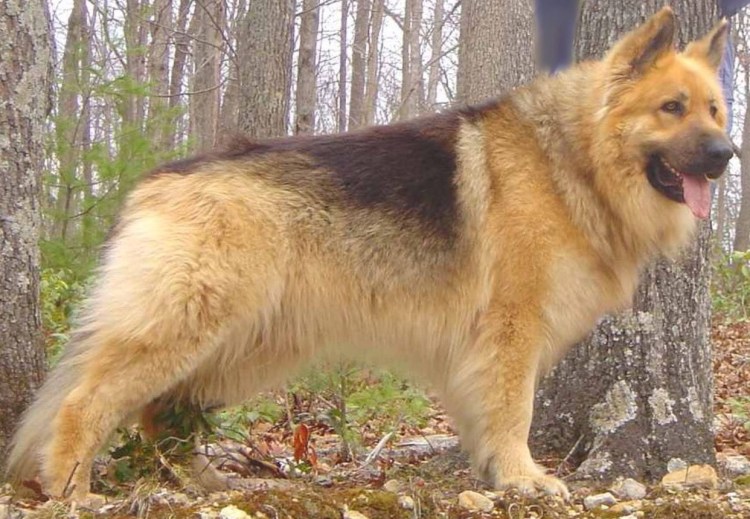 Смесь кавказской овчарки и дворняги