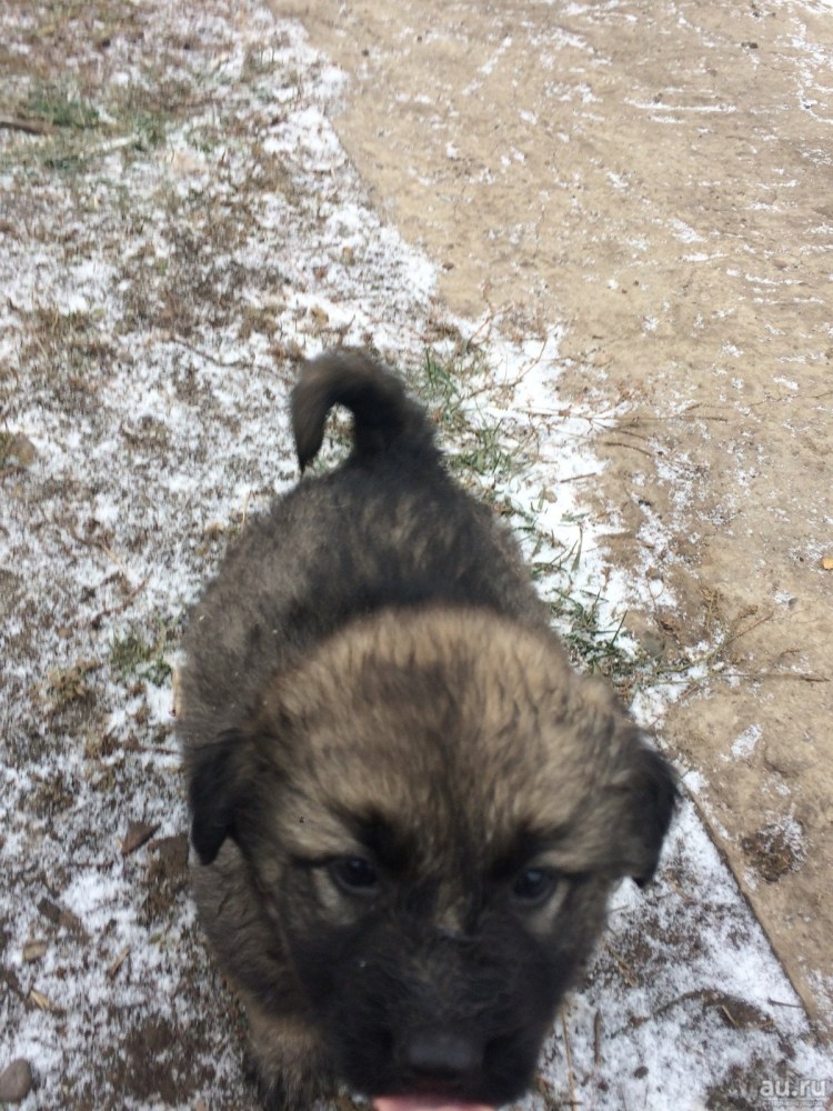 Щенок метис овчарки немецкой 2 мес