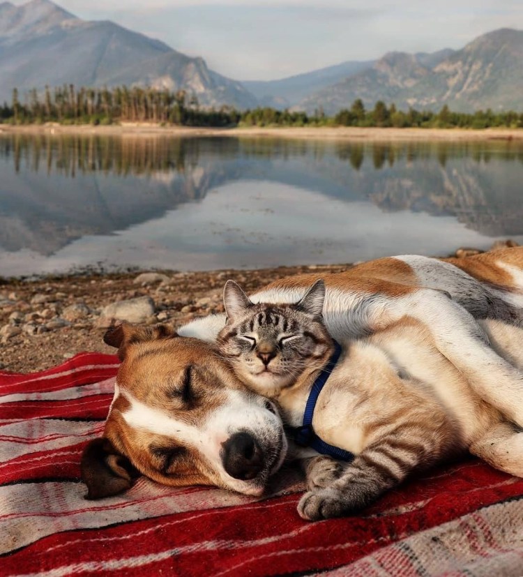 Собака отдыхает