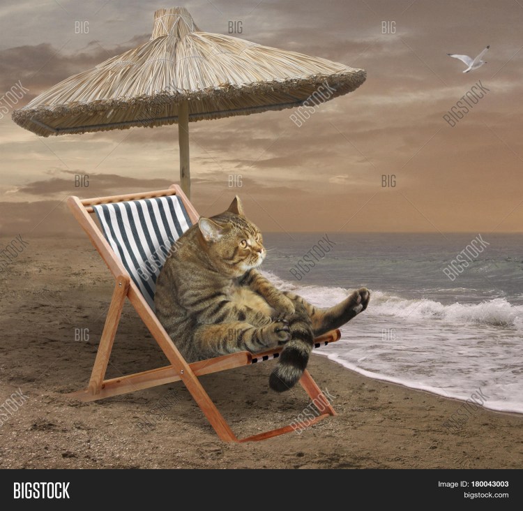 Кот в шезлонге на берегу моря