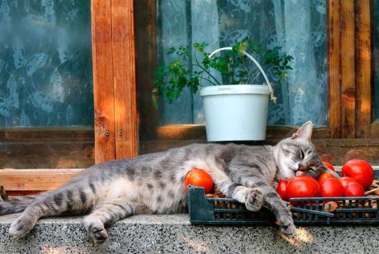 Кот помидор