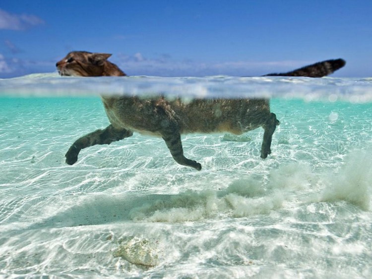 Кот плывет в море
