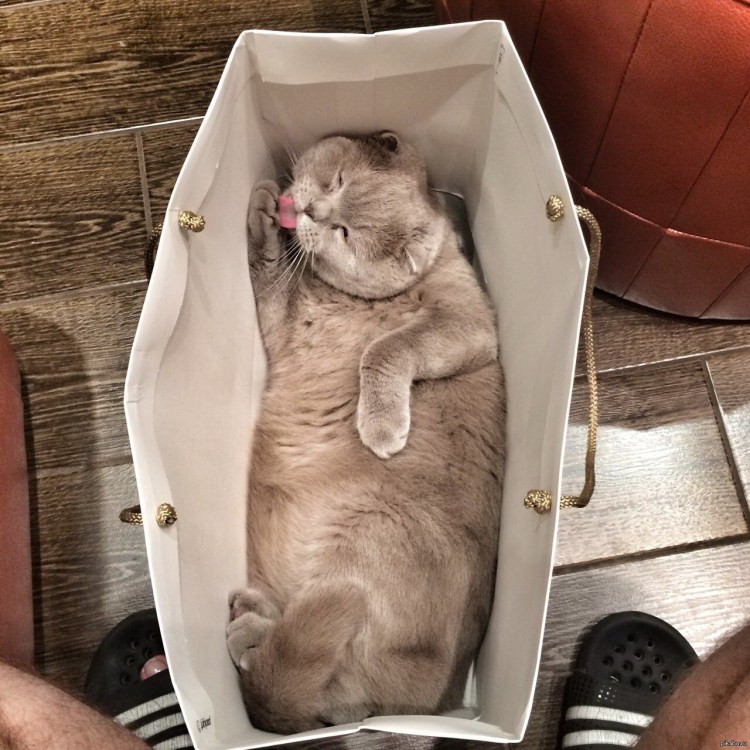 Котик отдыхает