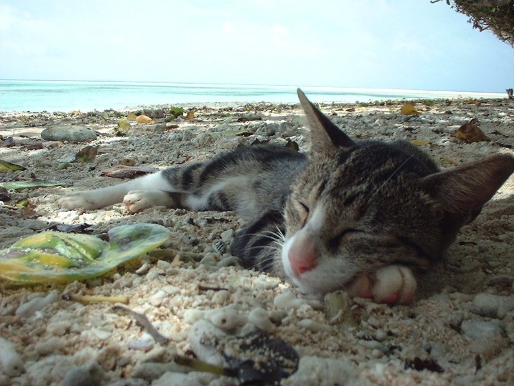 Отдыхающие котики