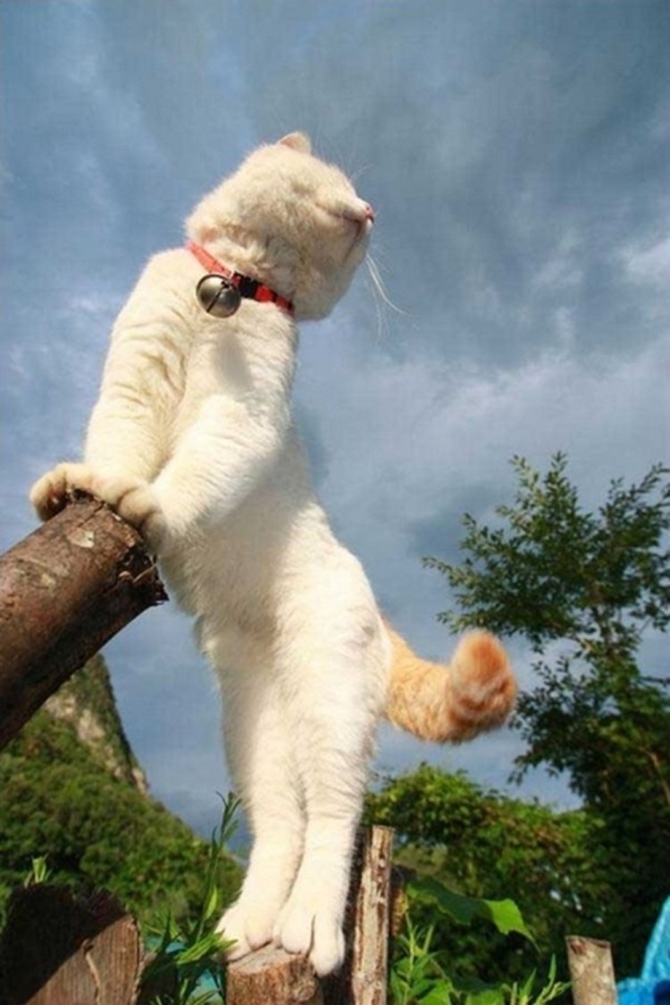 Позитивные коты