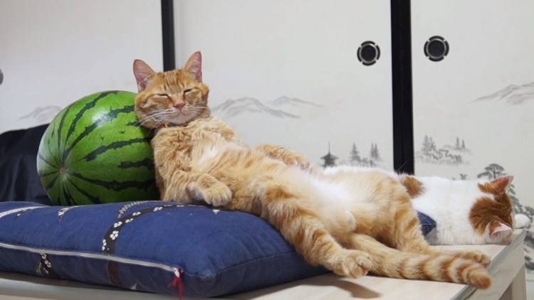 Кот расслабон