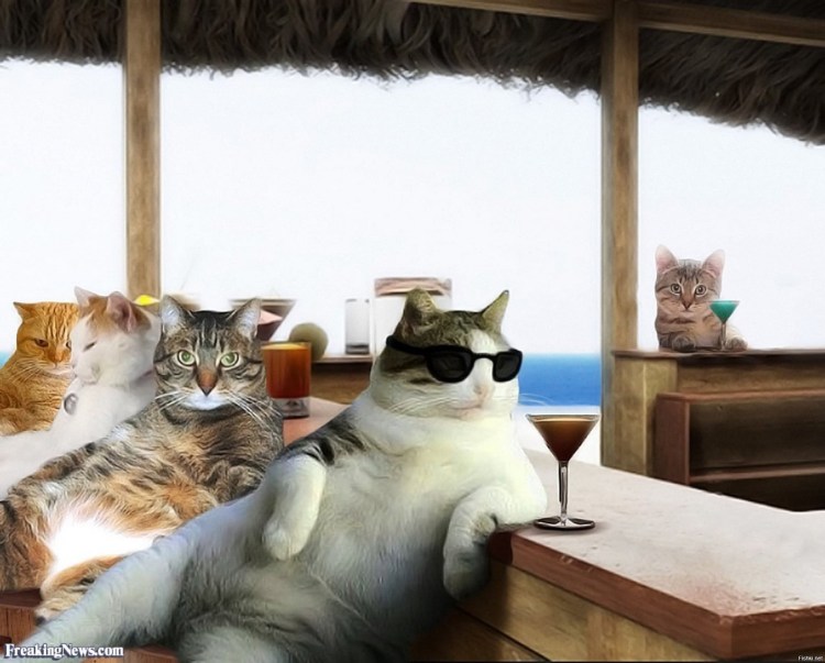 Коты на отдыхе