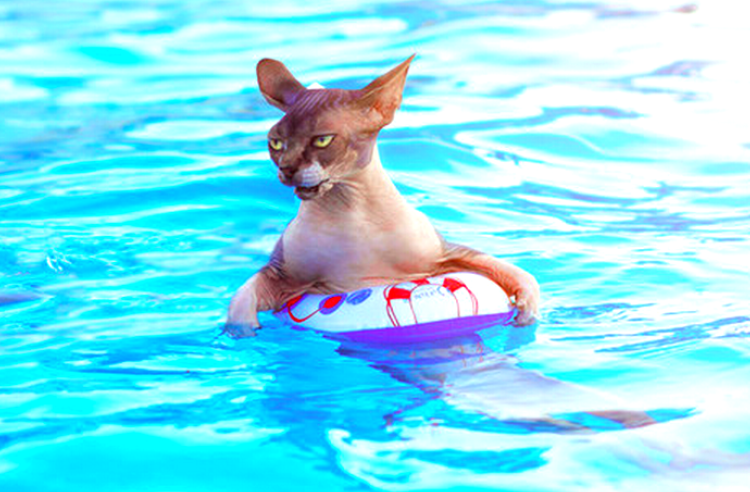 Кот плывет