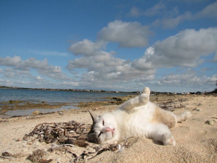 Кот на пляже